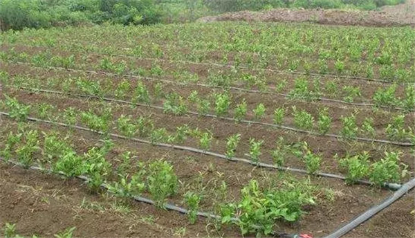 西安水肥一體化設備